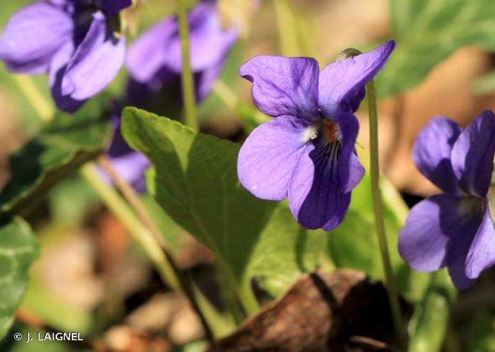 <i>Viola riviniana</i> Rchb., 1823 © J. LAIGNEL