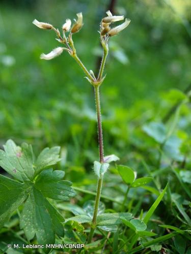 <i>Cerastium fontanum </i>subsp.<i> vulgare</i> (Hartm.) Greuter & Burdet, 1982 © M. Leblanc MNHN/CBNBP