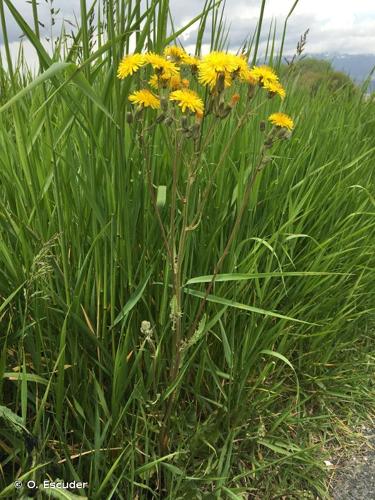 <i>Crepis vesicaria </i>subsp.<i> taraxacifolia</i> (Thuill.) Thell. ex Schinz & R.Keller, 1914 © O. Escuder