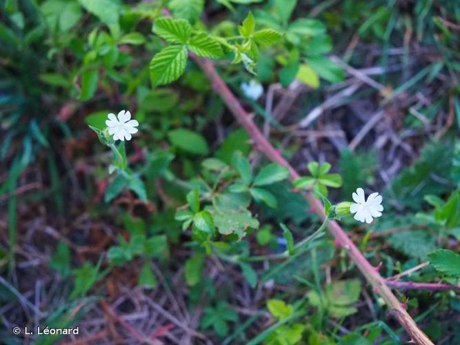 <i>Silene latifolia </i>subsp.<i> alba</i> (Mill.) Greuter & Burdet, 1982 © L. Léonard