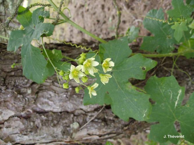 <i>Bryonia cretica </i>subsp.<i> dioica</i> (Jacq.) Tutin, 1968 © J. Thévenot