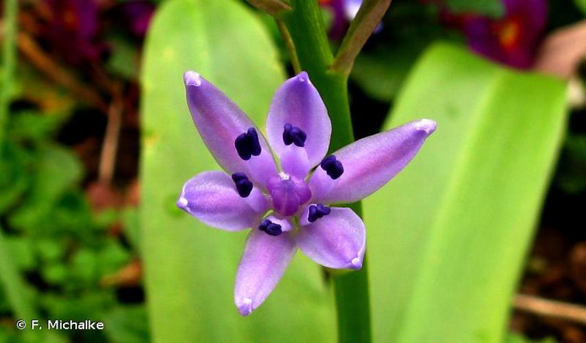 <i>Tractema lilio-hyacinthus</i> (L.) Speta, 1998 © F. Michalke