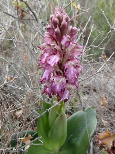 <i>Himantoglossum robertianum</i> (Loisel.) P.Delforge, 1999 © A.-H. Paradis & R. Poncet