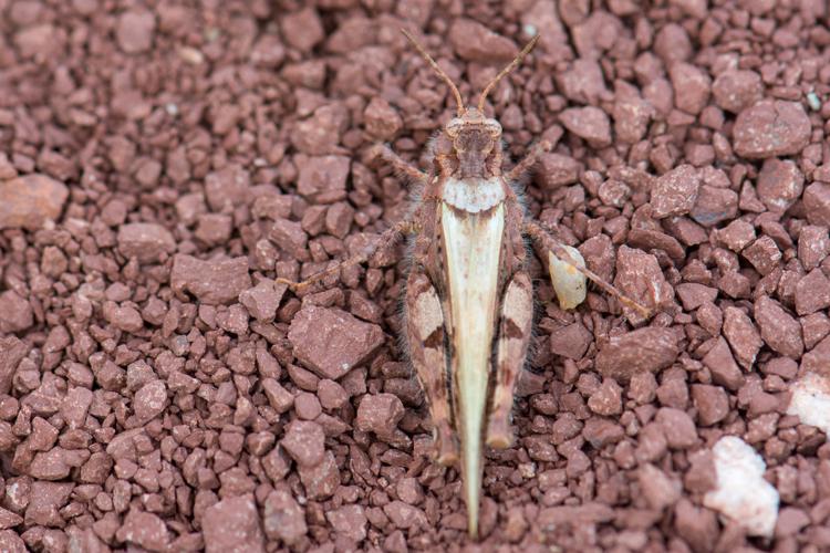 Acrotylus insubricus insubricus © Romain Baghi