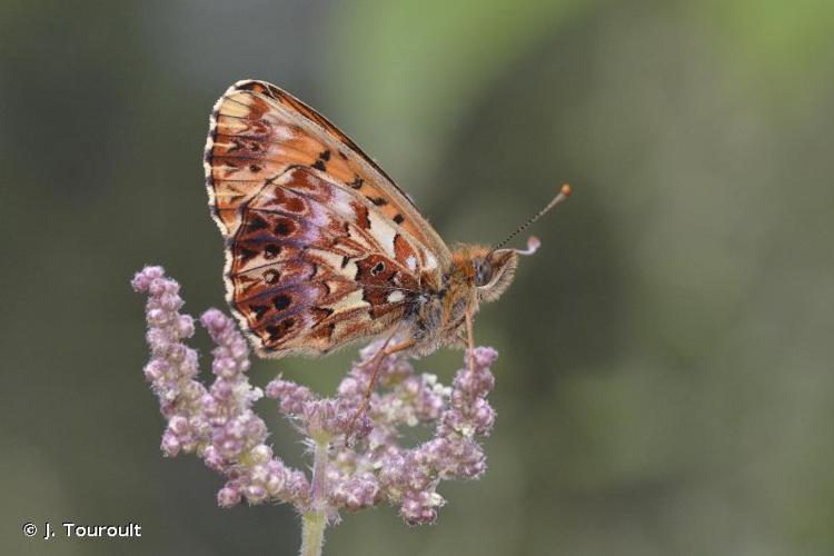 <i>Boloria titania</i> (Esper, 1793) © J. Touroult