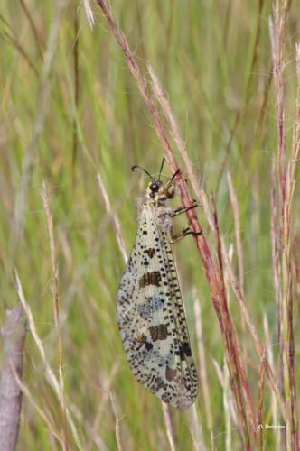 <i>Palpares libelluloides</i> (Linnaeus, 1764) © O. Delzons