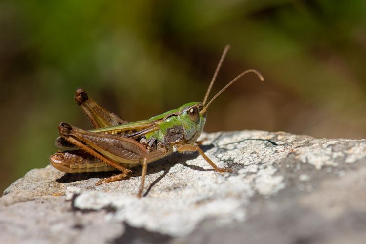 Stenobothrus nigromaculatus nigromaculatus © Romain Baghi