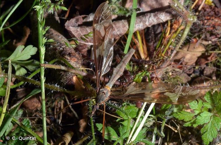 <i>Tipula maxima</i> Poda, 1761 © C. Quintin