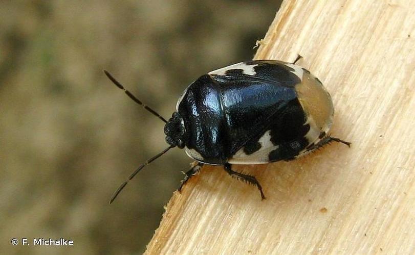 <i>Tritomegas bicolor</i> (Linnaeus, 1758) © F. Michalke