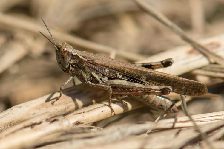 Aiolopus puissanti © Romain Baghi