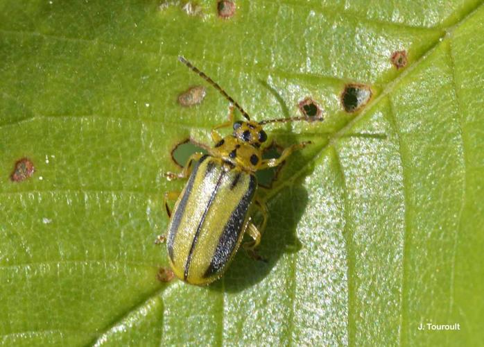 <i>Xanthogaleruca luteola</i> (Müller, 1766) © J. Touroult