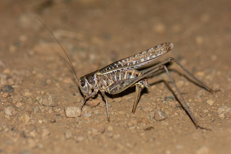 Decticus albifrons © Romain Baghi