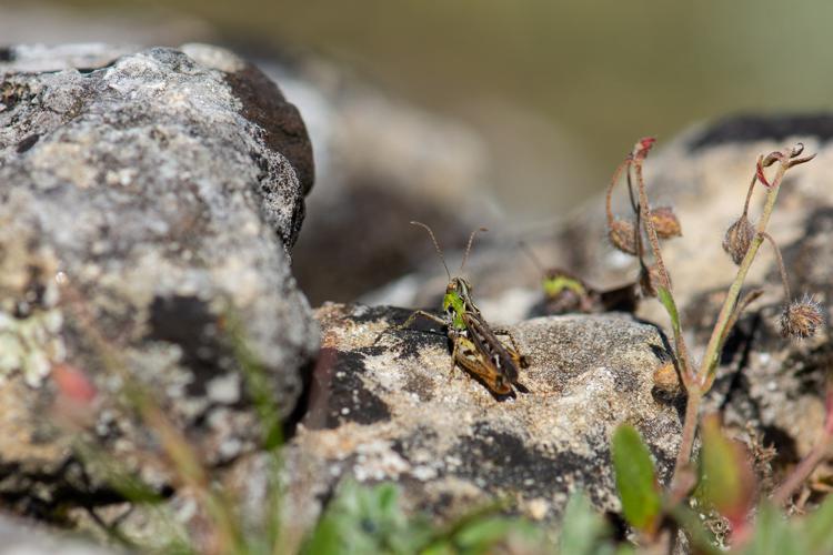 Myrmeleotettix maculatus maculatus © Romain Baghi