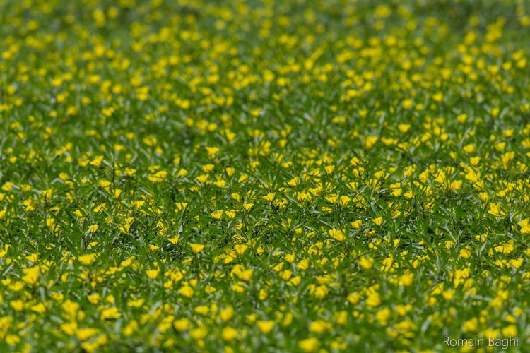 tapis de fleurs © Romain Baghi