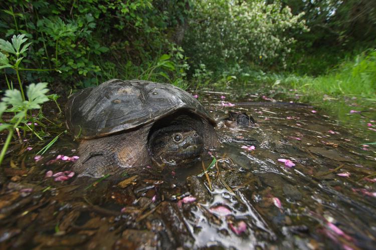 Tortue serpentine - Chelydra serpentina (Haute-Garonne) © Laurent Barthe