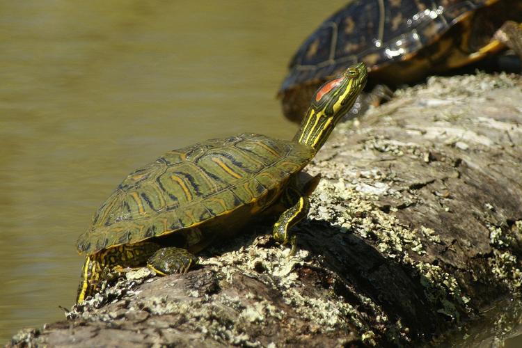 Trachemys scripta elegans (Trachémyde écrite à tempes rouges ou Tortue "de Floride") © Laurent Barthe