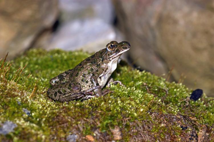 Pélodyte ponctué - Montaut les Crénaux (Gers) © Laurent Barthe