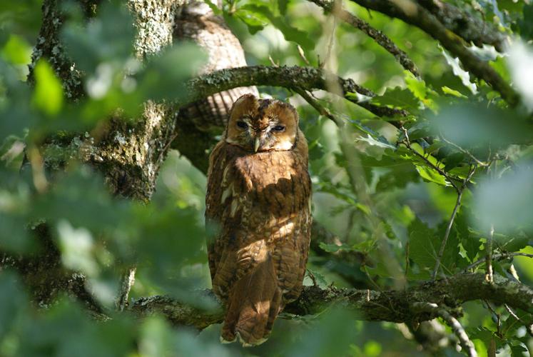 Chouette hulotte - Mirande (Gers) © Laurent Barthe