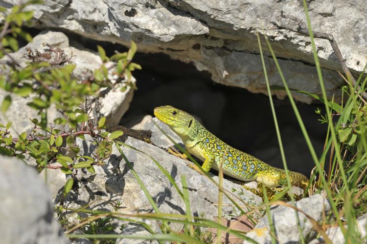 Timon lepidus, jeune mâle à l'entrée de son gîte (Cérizols, Ariège) © Gilles Pottier