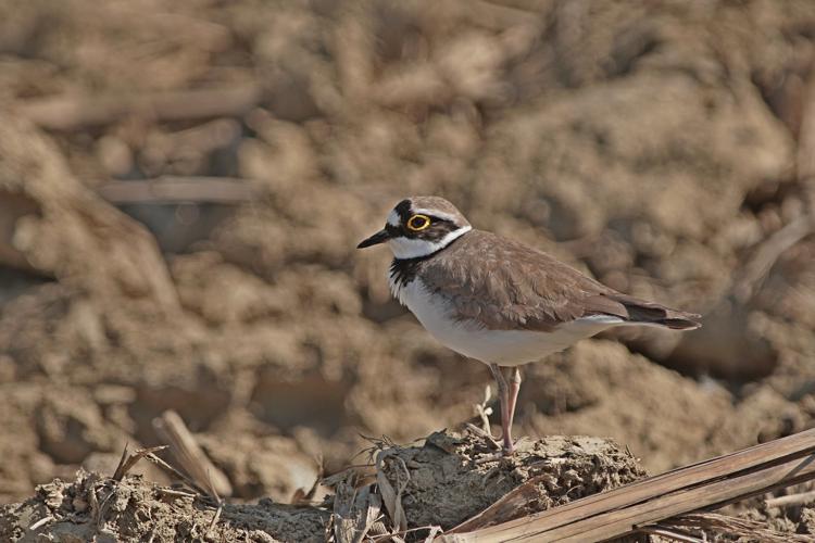 Petit Gravelot - Charadrius dubius - Saint-Mont (Gers) © Laurent Barthe