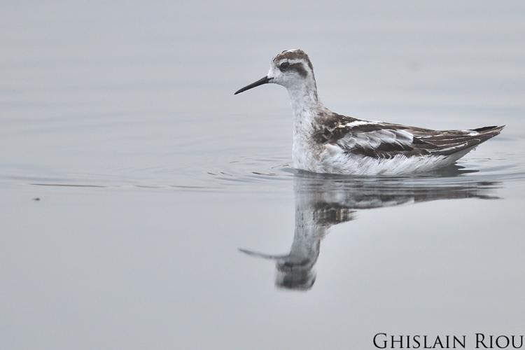 Phalarope à bec étroit © Ghislain Riou