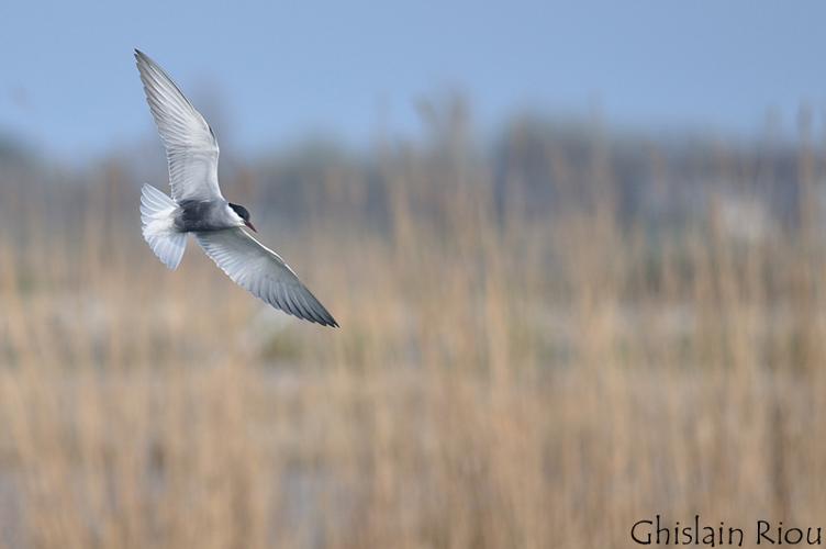 Guifette moustac © Ghislain Riou