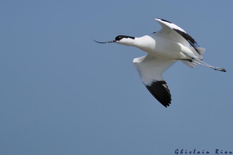 Avocette élégante © Ghislain Riou