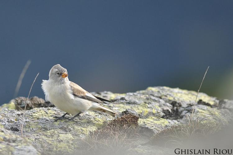 Niverolle alpine © Ghislain Riou