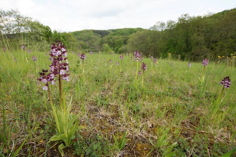 Orchis purpurea - Orchis pourpre - Ordan-Larroque (Gers) © Laurent Barthe