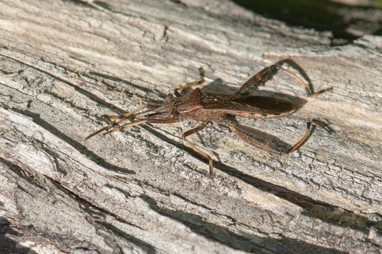 Camptopus lateralis © Romain Baghi