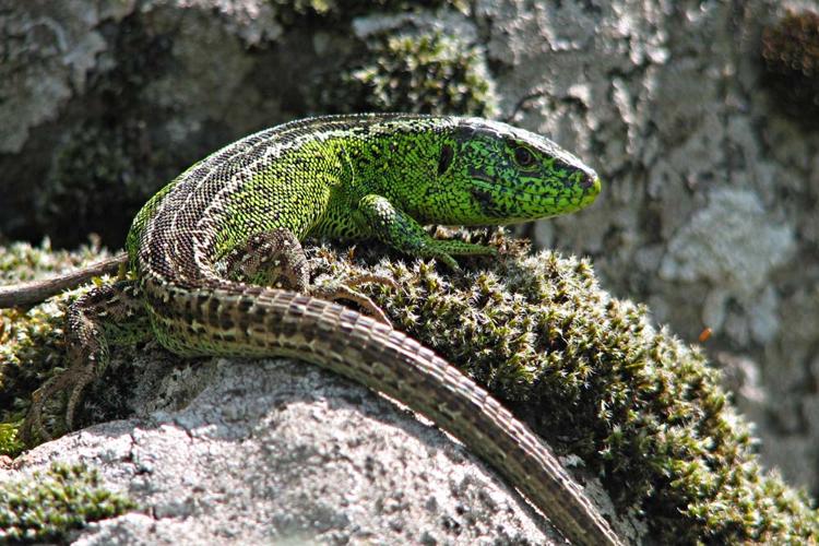 Lézard des souches Lacerta agilis Biodiv Occitanie OC Nat 