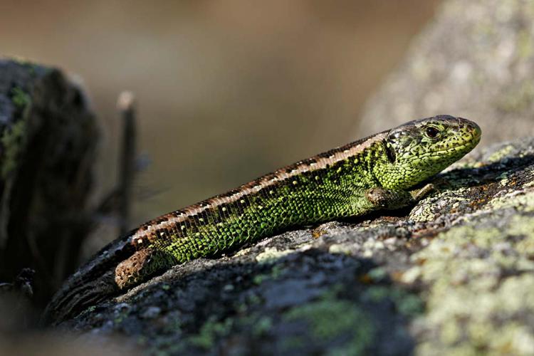 Lézard agile mâle - Lacerta agilis garzoni - Ariège © Claudine Delmas