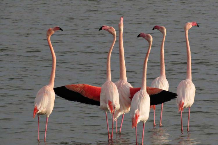 Flamant rose - Phoenicopterus roseus - Le Grau-du-Roi (Gard) © Claudine Delmas