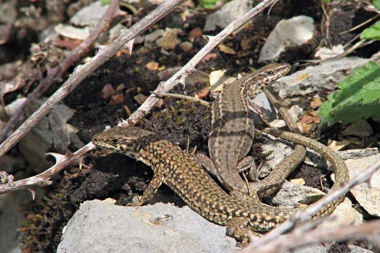 Podarcis liolepis cebennensis, couple (mâle à gauche, femelle à droite) (Ariège) © Claudine Delmas