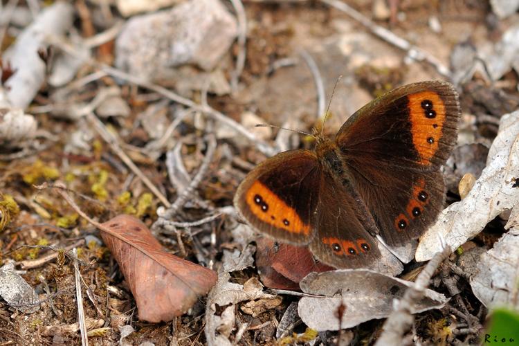 Erebia neoridas, 30 août 2018, Creissels 12 © Ghislain Riou