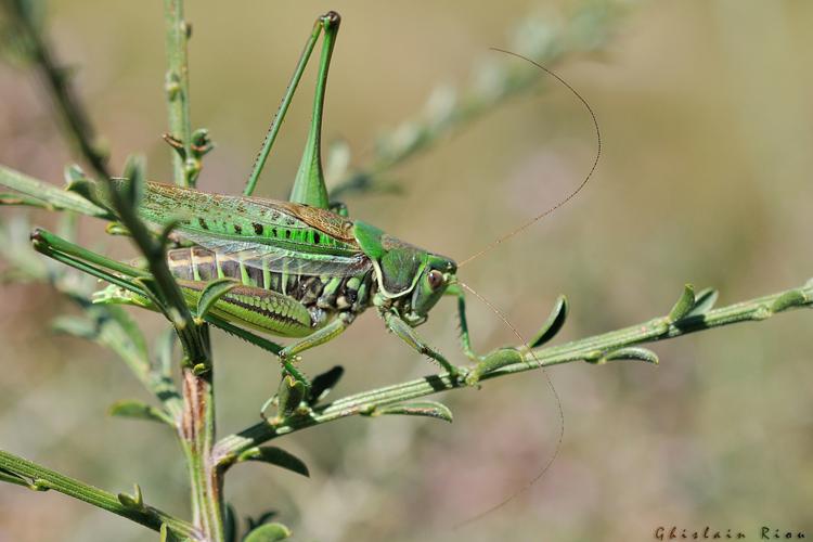 Gampsocleis glabra - Dectique des brandes, Lacaune 81 © Ghislain Riou