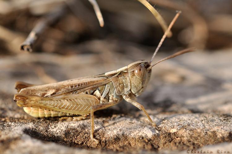 Omocestus petraeus mâle, Saint-Léons 12 © Ghislain Riou