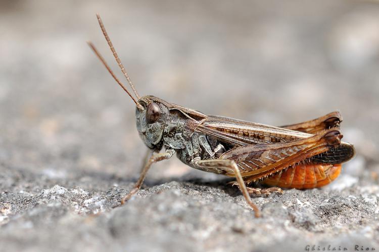 Omocestus haemorrhoidalis mâle, Lacaune 81 © Ghislain Riou