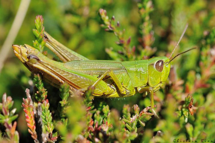 Pseudochorthippus montanus - Criquet palustre femelle, Lacaune 81 © Ghislain Riou