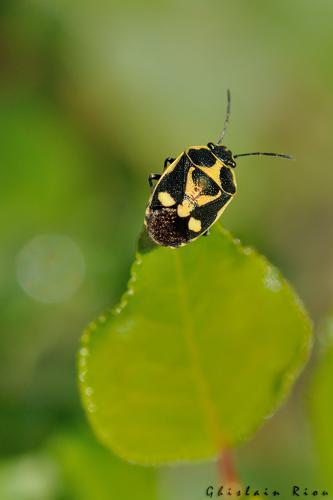 Eurydema oleracea © Ghislain Riou