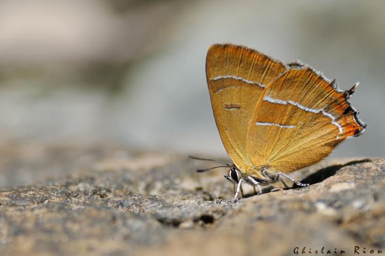 Thecla betulae, 12 juillet 2014, Hérépian 34 © Ghislain Riou