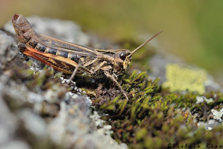 Chorthippus saulcyi vicdessossi - Criquet du Vicdessos femelle, Seix 09 © Ghislain Riou