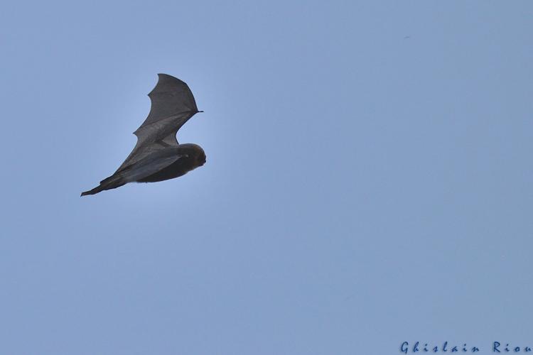 Minioptère de Schreibers © Ghislain Riou