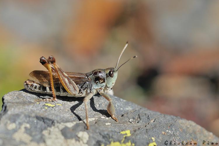 Gomphocerus sibiricus mâle, Hospice-de-France 31 © Ghislain Riou