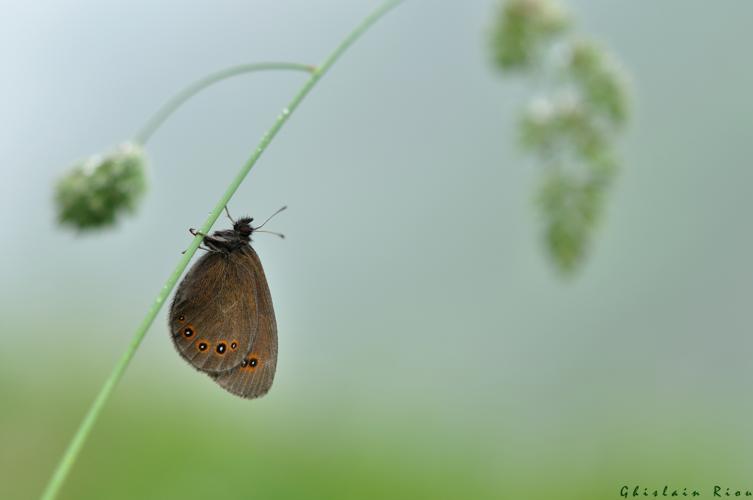 Erebia oeme, 13 juillet 2018, Hospice-de-france 31 © Ghislain Riou