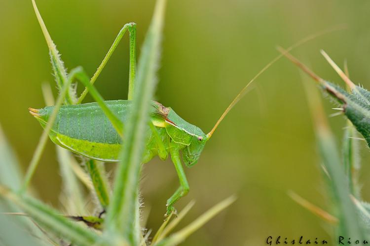 Isophya pyrenaea mâle, Portet-d'Aspet 31 © Ghislain Riou