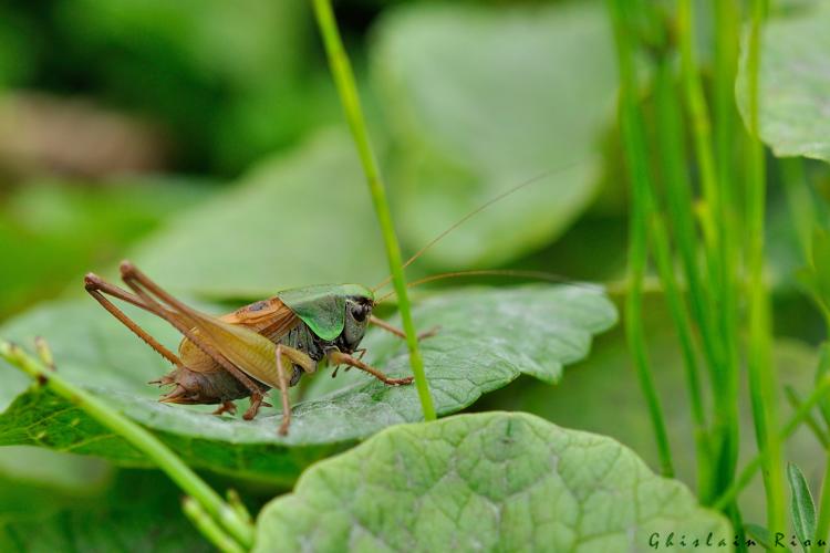 Metrioptera buyssoni - Decticelle pyrénéenne mâle, Herran 31 © Ghislain Riou