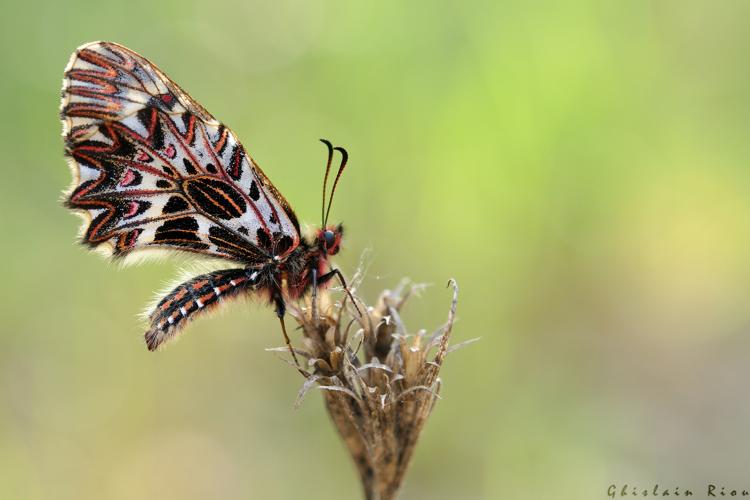 Zerynthia polyxena, 19 avril 2018 ,St-Hippolyte-du-Fort 30 © Ghislain Riou