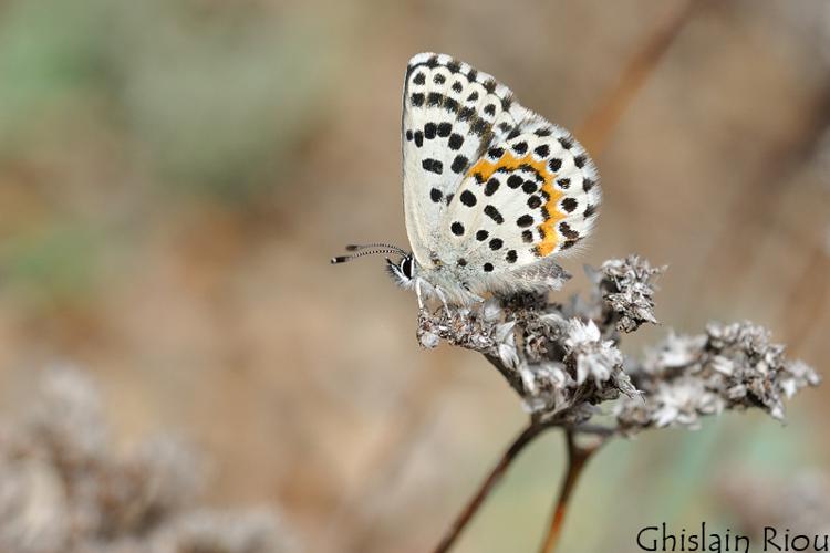 Azuré des Orpins © Ghislain Riou