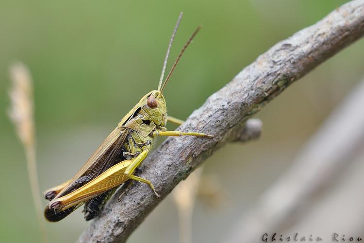 Omocestus viridulus mâle, Herran 31 © Ghislain Riou